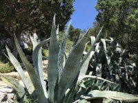 mljet_ste_marie_cactus_06