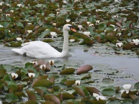 cygne_nympheas_hameau_reine_versailles_nruaux