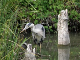 heron_hameau_reine_nruaux