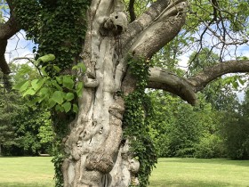 catalpa_commun_versailles_nruaux_01