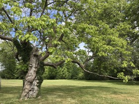 catalpa_commun_versailles_nruaux_02