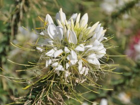 parterre_latone_cleome_nruaux