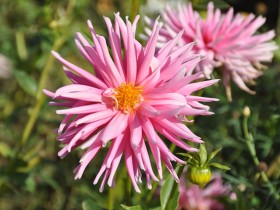 parterre_latone_dahlias_nruaux