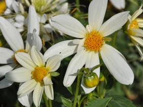 parterre_latone_marguerites_nruaux