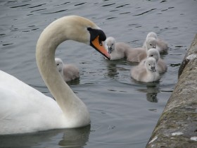 grand_canal_cygne_cygneaux_versailles_nruaux