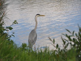 grand_canal_heron_versailles_nruaux