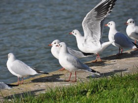 grand_canal_mouettes_versailles_nruaux