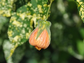 jardin_roi_versailles