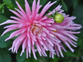 jardin_roi_dahlias_nruaux