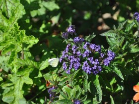 jardin_roi_papillon_blanc_nruaux