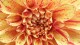 dahlia_potager_roi_versailles_nruaux