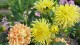 dahlias_potager_roi_versailles_nruaux