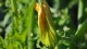 fleur_courgette_potager_roi_versailles_nruaux