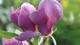 magnolia_potager_roi_versailles_nruaux_01