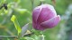 magnolia_potager_roi_versailles_nruaux_02