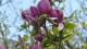magnolias_potager_roi_versailles_nruaux_03