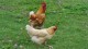 poules_potager_roi_versailles_nruaux