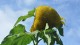 tournesol_potager_roi_versailles_nruaux_02