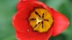 tulipe_potager_roi_versailles_nruaux_01