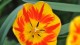 tulipe_potager_roi_versailles_nruaux_02