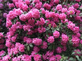 fleurs_rhododendron_arboretum_chevreloup_nruaux_01