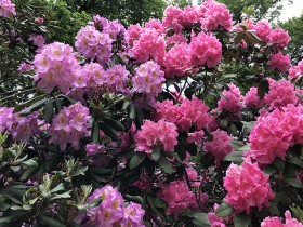 fleurs_rhododendron_arboretum_chevreloup_nruaux_02