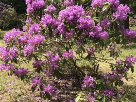 rhododendron_arboretum_chevreloup_nruaux