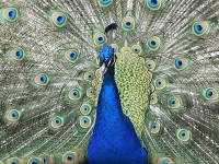 paon_roue_parc_floral_nruaux_03