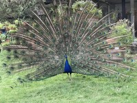 paon_roue_parc_floral_nruaux_06