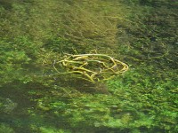 la_sorgue_algues_etc_nruaux_0094