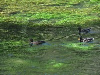 la_sorgue_canards_nruaux_0110