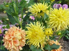 dahlias_nruaux