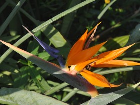 strelitzia_nruaux_0660