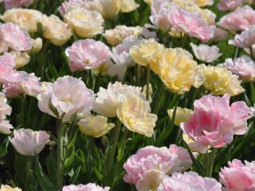 tulipes_nruaux