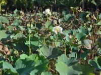 066a_lotus_pamplemousses_nruaux
