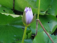 067a_lotus_pamplemousses_nruaux