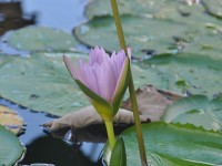 068b_lotus_pamplemousses_nruaux