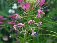 cleome_giverny_nruaux_0120