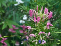 cleome_giverny_nruaux_0121