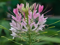 cleome_giverny_nruaux_0125