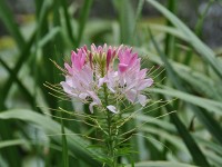 cleome_giverny_nruaux_0155