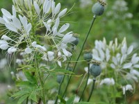 cleome_giverny_nruaux_0201