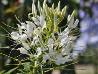 cleome_nruaux_0148