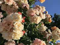 roses_chatelaillon_nruaux_2206