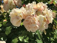 roses_chatelaillon_nruaux_2210