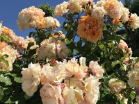 roses_chatelaillon_nruaux_2212