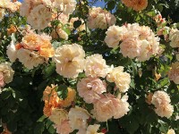 roses_chatelaillon_nruaux_2213