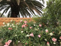 roses_orebic_nruaux_6897