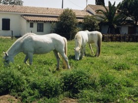 chevaux_camarguais