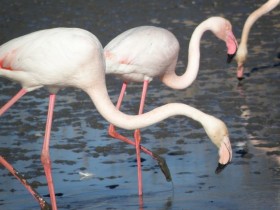 flamants_roses_4